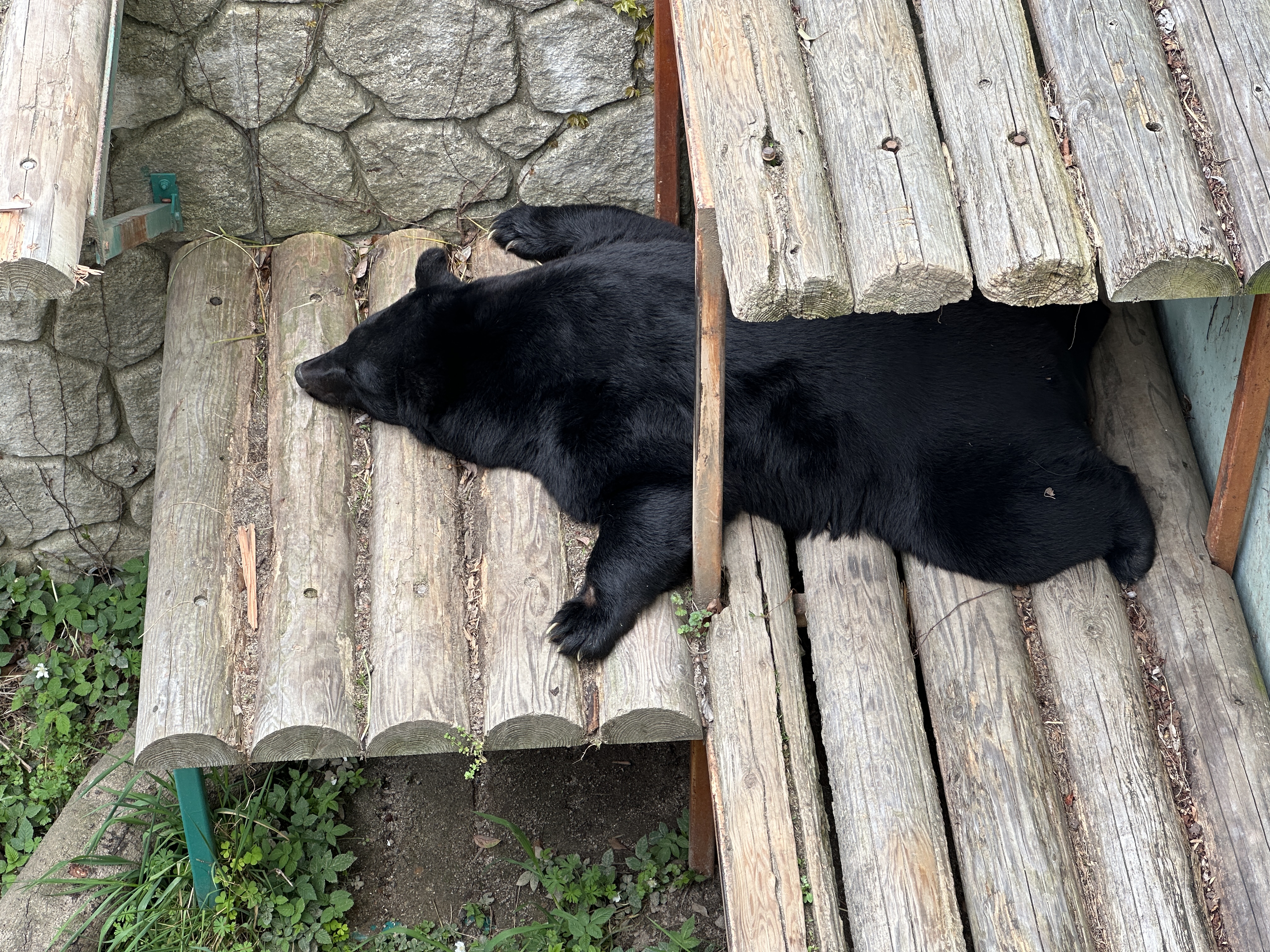 japanese black bear