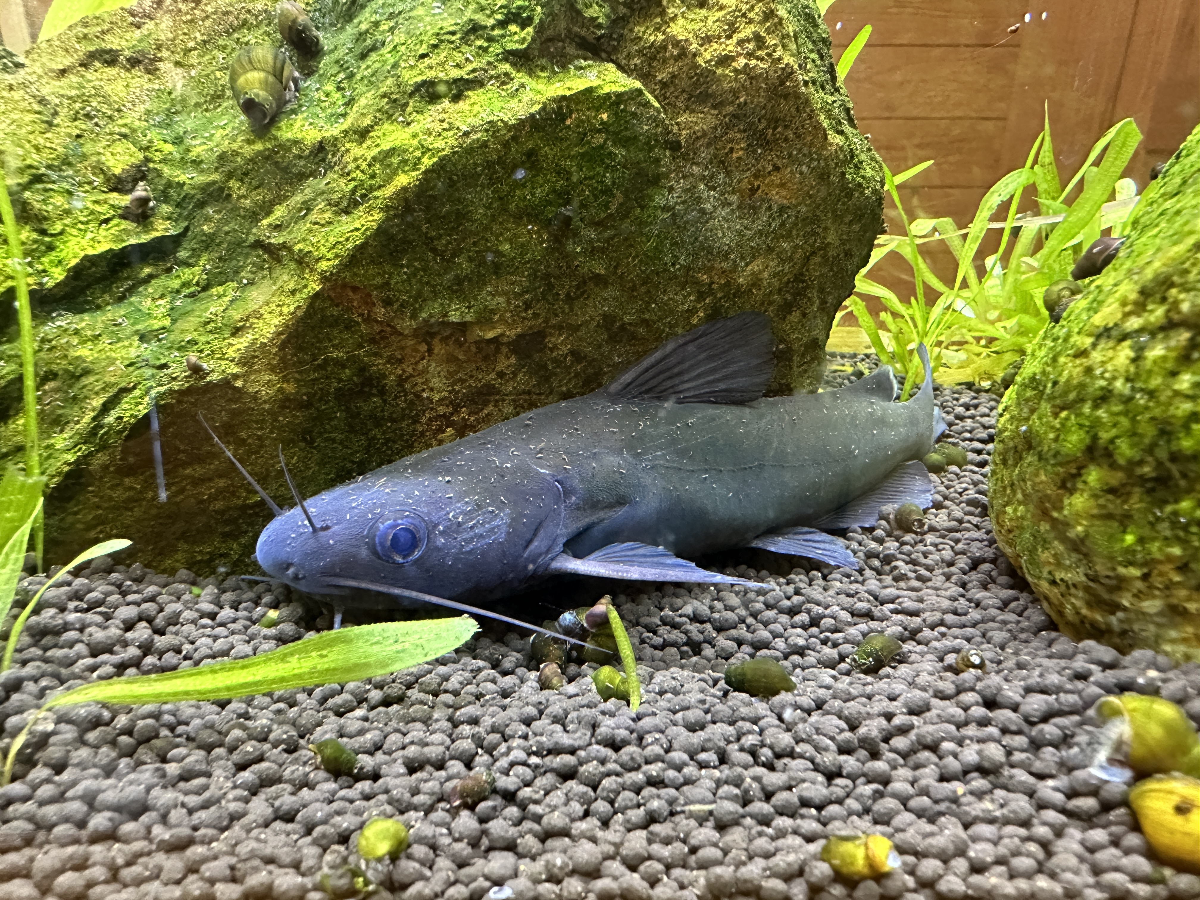forktail bullhead