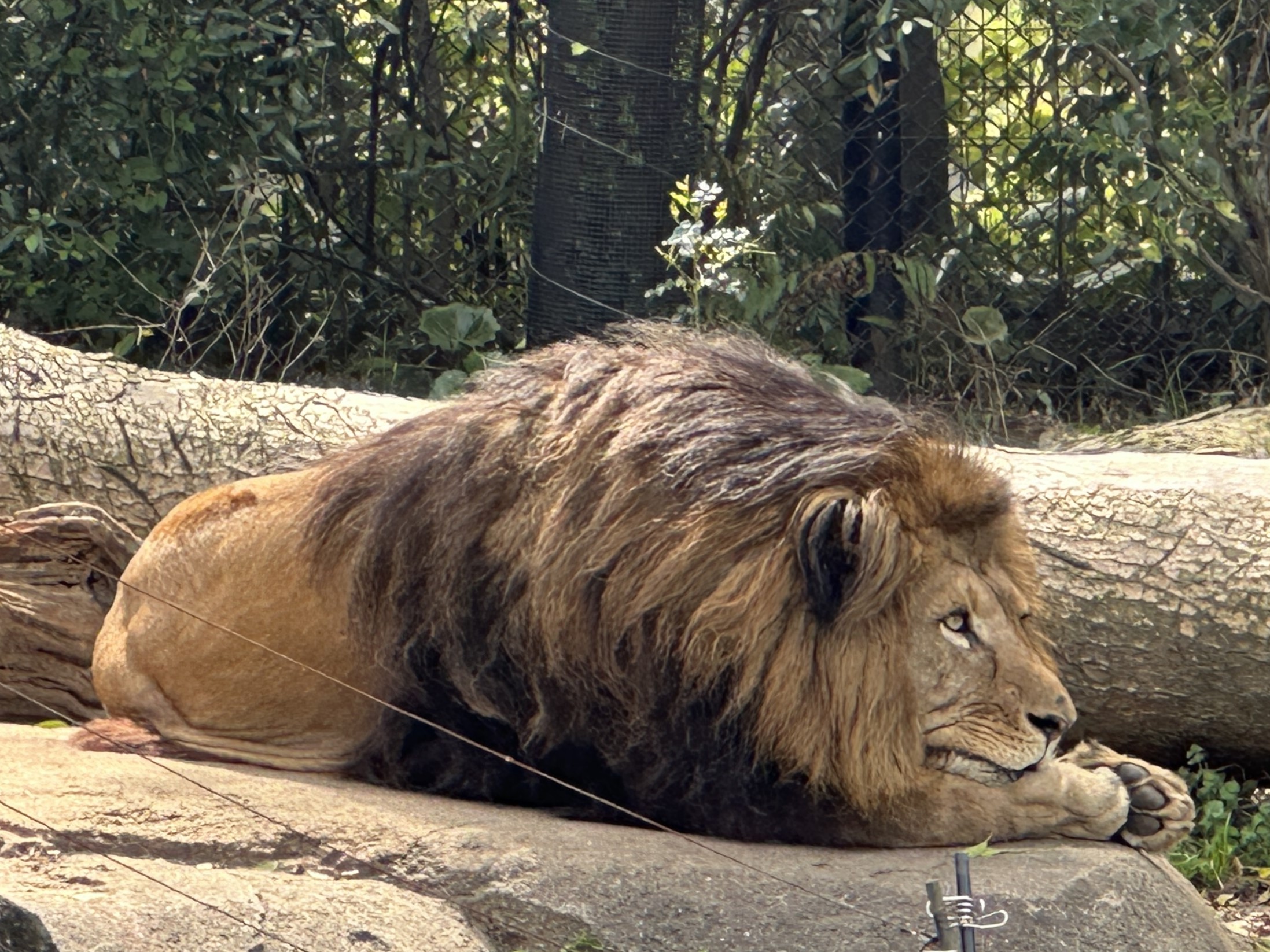 lion
